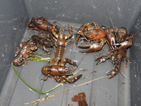 ザリガニ大量♪十和田湖にヒメマスを釣りに行ったのが全く釣れず