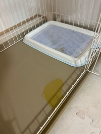 犬がトイレ覚えません。
失敗してるところにしーとをひいても下の白いマットでしてしまいます。
どうしたらいいでしょう。 