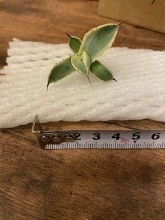 先日、アガベオリザバを購入しましたが、本当にオリザバなのか？子株の