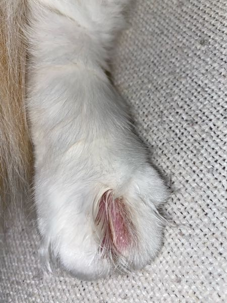 猫の後ろ足の指の毛が禿げています。気にして舐めています。膿臭くはなくびっこをひいてるわけではないですが、触ると嫌がります。自然治癒しますでしょうか？