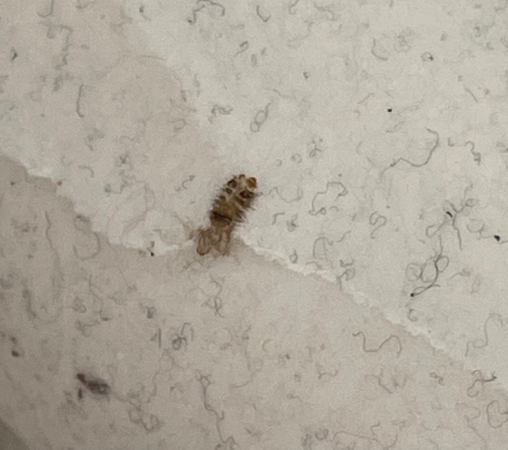 なんの虫でしょうか。 ベッドを粘着シートクリーナーで掃除していたら虫の死体が付着しました。 人に危害のある虫だったら怖いです。 なんの虫かお分かりになる方はいますか？