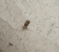 なんの虫でしょうか。
ベッドを粘着シートクリーナーで掃除していたら虫の死体が付着しました。
人に危害のある虫だったら怖いです。
なんの虫かお分かりになる方はいますか？ 