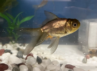 この金魚の種類がわかる方いらっしゃいますか？ 