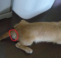 犬の肛門の下らへんが膨らんでいるのですがどうしたいいですか Yahoo 知恵袋