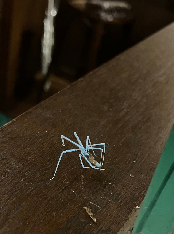 不思議な生き物。雑草のような蜘蛛？なんという生き物？ 昨夜、雑草かゴミがあると思って拾おうとしたら動くのでギャっと驚きました。ヒタヒタと蜘蛛のように歩き出しました。怖くて触れなかったのですが、これはなんでしょう？白っぽく写っていますが実際はもう少し青緑だったと思います。