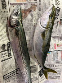 これ何の魚ですか！！
おばあちゃんが貰ってきたんですけど何の魚か分からないで貰ってきたみたいです笑 