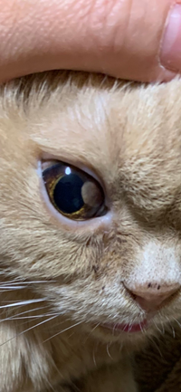 知り合いの飼ってる猫の目に白い膜のようなものがあるようです。
動物病院に連れて行ったら、手術したら目を取らないといけなくなるかも？と言われたそうで… このような症状だと失明することもあるのでしょうか？
他の病院に連れて行ってみる前にご存知な方居たら教えてください。
