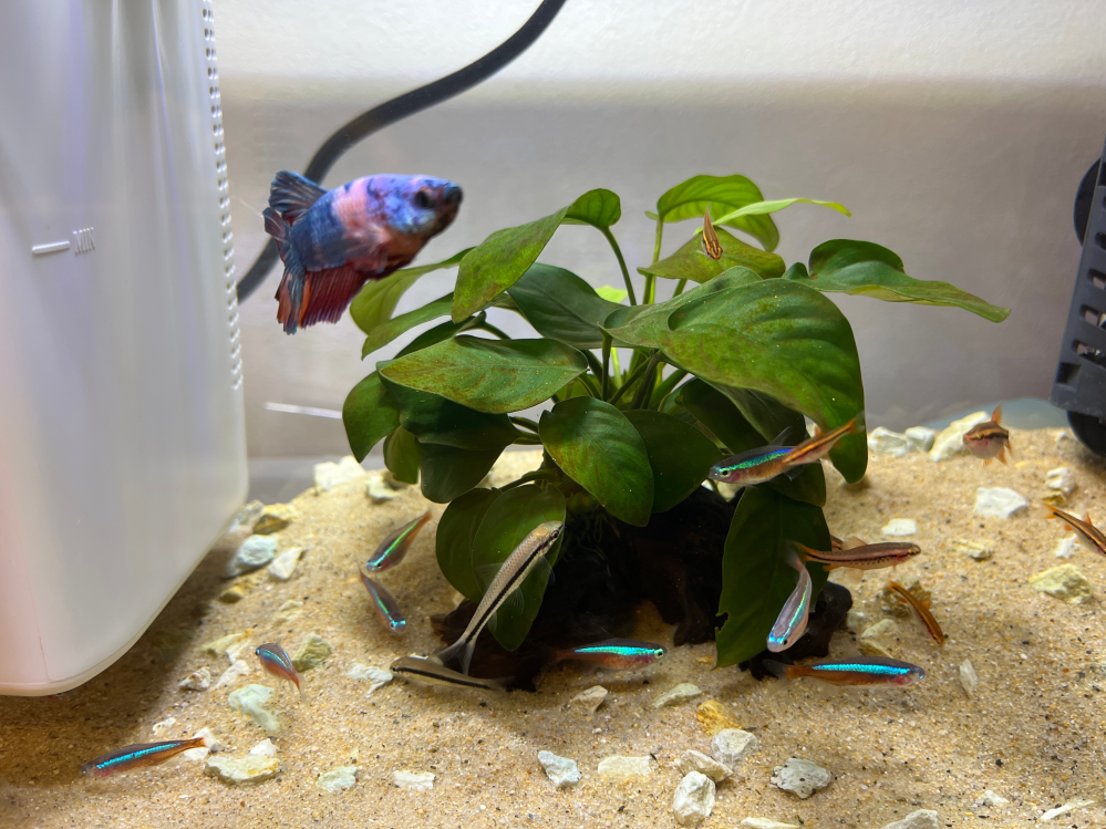 ジョーベタ、ネオンテトラ、グローライトテトラ、シロクロの魚(画像参照)を混泳しています。 帰宅するとネオンテトラ2匹の片目がなくなっていました、、 ベタに襲われてしまったのでしょうか？？ 白黒の魚は沈んだ餌を食べてくれるからお勧めされて買いました(確かテトラの一種です) 混泳を始めてから少しずつベタのヒレがボロボロになり始め、観察しているとシロクロの魚に齧られてました、、 ベタを隔離したら解決するのでしょうか？ または、シロクロの魚がネオンテトラも襲っているのでしょうか？？