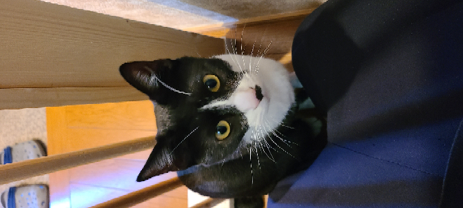 猫(1歳半オス)のオススメおもちゃありますか？ 噛みちぎれないおもちゃを探しています。 兄弟猫で保護したのですが、片割れが布で出来てるおもちゃを噛みちぎって食べてしまいます。 小さいボール、ぬいぐるみ系、猫じゃらしまで…一番のお気に入りはで、小さいボールで半年ほど、サッカーみたいにころがして追いかけて遊んでいました。小さめで好きなところに自分で運べるのも好きみたいです。 ところがそのボールも私達が寝ている間に噛みちぎって飲み込んでしまいました。 うんちと一緒に出てきたので、なんとかなりましたが、もう心配したくありません。 お医者様にも噛む子は一生直らないから噛みちぎれるものは与えないでと言われました。 毎回自分達が出かける前や寝る前に、片付けるとか方法があるとは思いますが、噛みちぎれないおもちゃで安心して遊ばせてあげたいです。 同じ悩みの飼い主様いらっしゃいましたら、対策も教えていただけると嬉しいです。 よろしくお願いします。