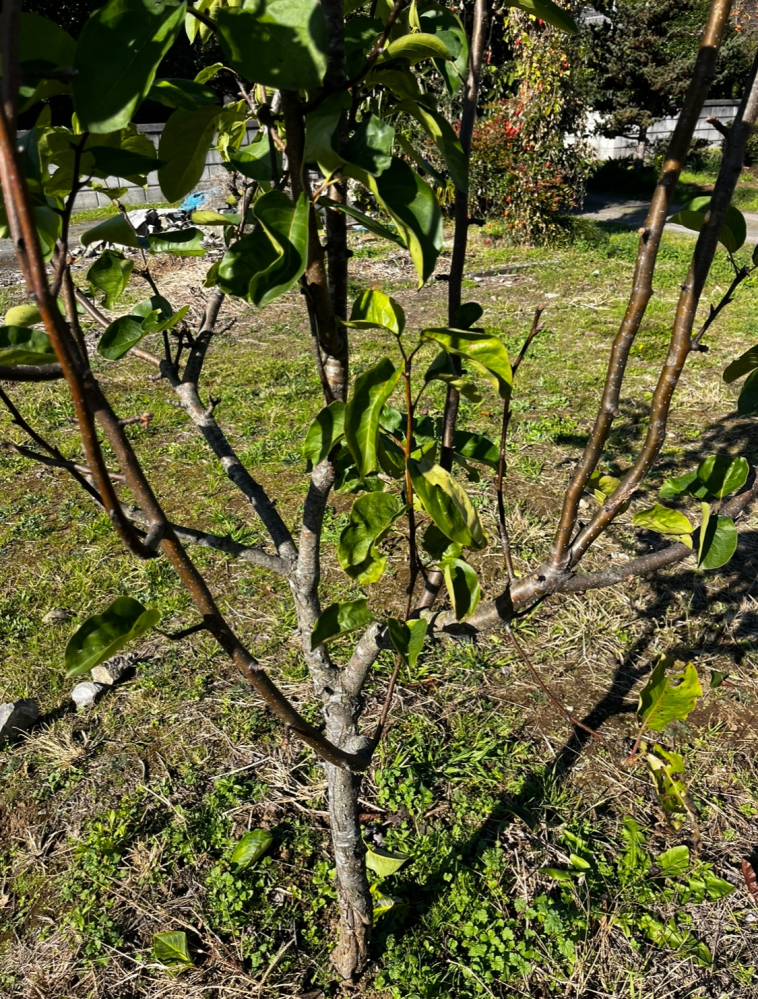 この梨は苗を植えて4年以上経っていて剪定はしたことがなく、昨年11月くらいにおかしな事に花が咲きました 11月から3月の間に剪定するべしと書いてあったので剪定しよう思うのですがどうしたら良いのか分かりません 完全に伸びきっていて、上にいってしまっています 来年花を咲かせたいのですがどうすればいいですかね？？ 花が咲けばですが実をならせたいのですが、受粉樹はまだ小さいので花が咲いたら通販等で受粉用の花粉を購入して試してみたいです 分かる方いたら宜しくお願いします。