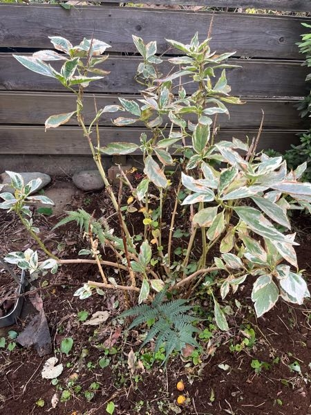 【植物の名前】 こちらの植物の名前はなんでしょうか？ よろしくお願いします！ 連投すみません。たくさんの回答ありがとうございます！