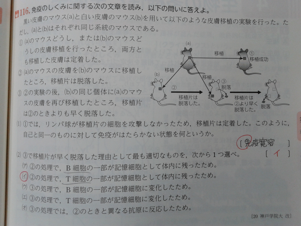(2)の問題を解説お願いします。 記憶細胞として残るのはＢ細胞とＴ細胞の両方なのでアもイも正しいと思うのですが答えはイです。