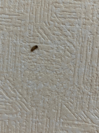 虫です！
リビングの壁にくっ付いてました。
一体なんの虫なんでしょうか？
詳しい方教えていただきたいです。 