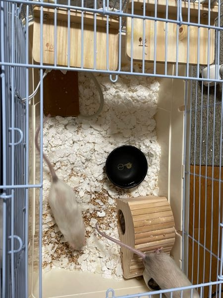 11/23 ファンシーラットを飼いました 補水器を全く使ってくれず、水を垂らしたり口を持っていこうとしても私に慣れていないため使い方を覚えてくれません だから器に水を入れたんですがこぼしてしまったりわざと床砂を入れてて不衛生なので補水器を使って欲しいです どうしたらいいでしょうか