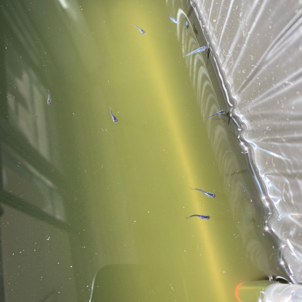 メダカ稚魚 初めてメダカを飼っています。 今は室内で発泡スチロールに黒色のゴミ袋をかけています(アパートの為、万が一発泡スチロールから水がこぼれない為です) 窓際に置き、日中は陽が当たるようにしています。 底を見ると藻？コケ？が出始め、水は緑色です。 メダカの稚魚(生後約1ヶ月半、20匹ほど)のみで、粉餌とゾウリムシ、浮草が少し入ってる程度です。 他は何も加えてませんが、これがグリーンウォーターでしょうか？