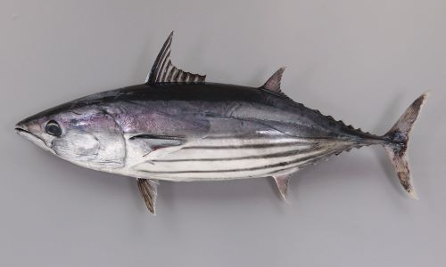 こんにちは 皆さんは カツオをどうやって食べるのが いちばん好きですか？？