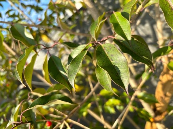 ソヨゴの葉っぱの異常について これは何かの病気ですか？ 木全体のうち、7〜8割の葉っぱがこうなってます。