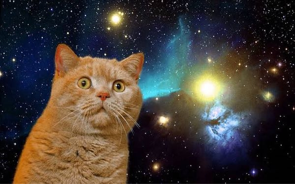 宇宙猫が「？」となっている画像をください ベストアンサーは250枚あげます。