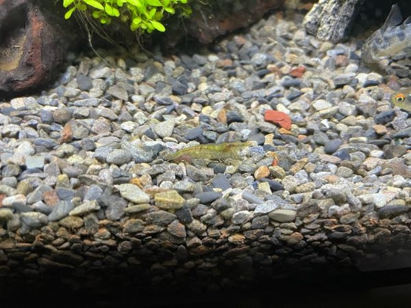 ミナミヌマエビを水槽に投入してから3週間くらい経ちましたところ、身体が緑がかってきました。擬態なのか水質が悪く体調に不具合が出てきているのか、分かりましたら教えて頂きたく思います。