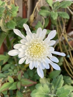 この花の名前を教えてください。