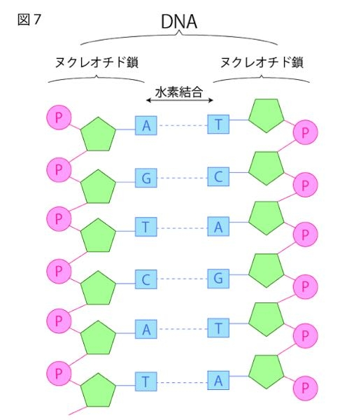 生物基礎です。 ヌクレオチド鎖どうしは、糖とリン酸の間で結合している、というふうに習いましたが、図などを見る限り塩基の部分で結合しているように見えます。 どういうことかわかる方いたら教えていただきたいです。