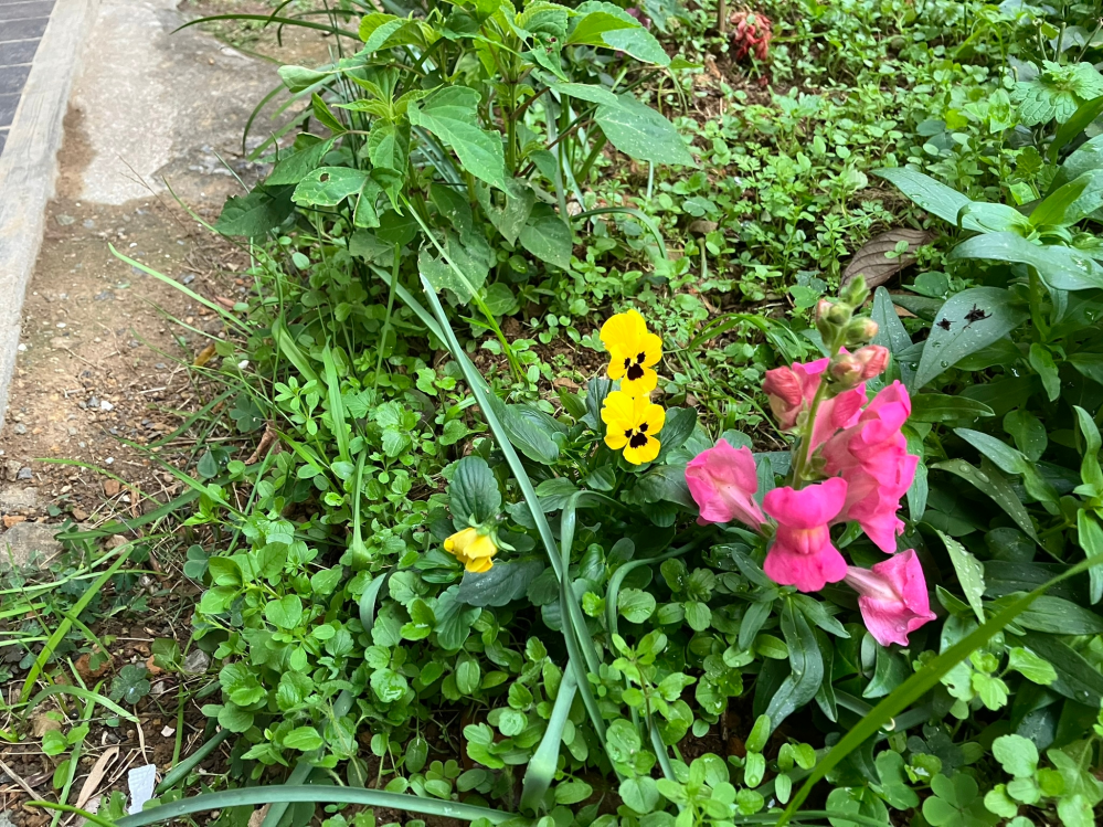左側の黄色と,右側のピンクの花の名前を教えてください。