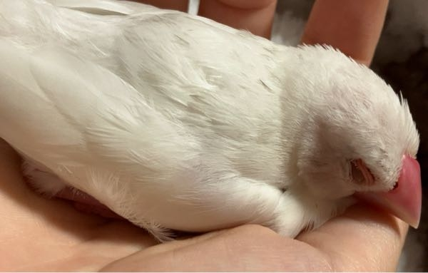文鳥が全身を使って手や毛布を嘴でぐいぐい突くのは巣作りの練習だと聞いたのですが、生後1ヶ月半くらいの文鳥でもするのでしょうか？ 飛べるようになった頃から結構頻繁にやります。また1.2週間くらい前からぐぜりらしきものもやるようになったので多分オスなのですが、少し早い気もします。この子は成長の早い子なのでしょうか？ 数日前からとても小さいふわふわの羽が見つけた分で1日数本抜けており、若干やんちゃというか攻撃的な気がするので雛換羽も始まってるのかもしれません。