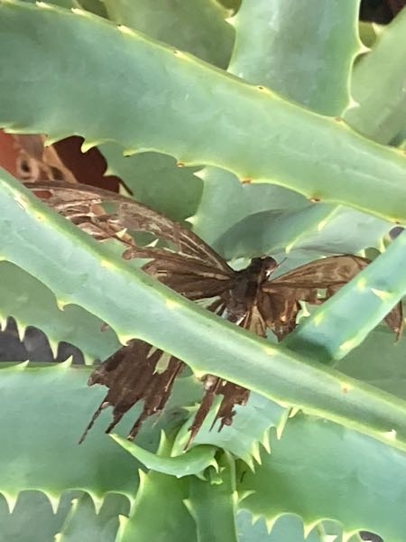 これは何て言う種類の蛾でしょうか？