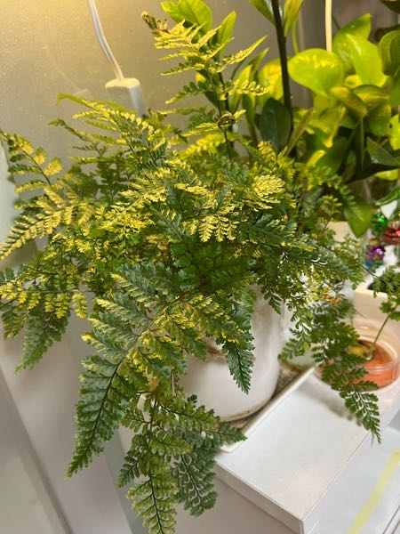 この観葉植物はなんという名前ですか？ 苔リウムに入れたいと考えてますが、もふもふした根っこを切って植え付けていけるんでしょうか？