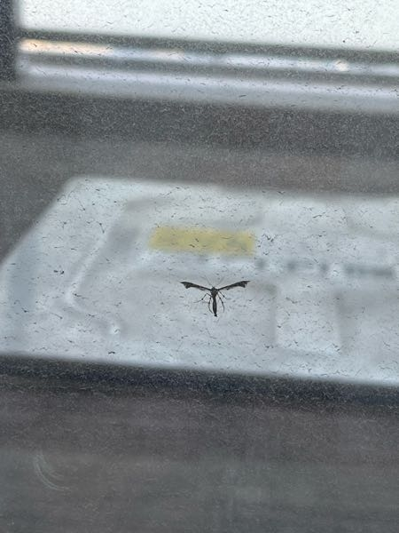 この虫はなんですか？ 窓にとまっていました。