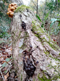 写真の上のキノコはクリタケで食用だと思いますが、下の黒いキノコは何というキノコで毒性はあるのか教えてください。 