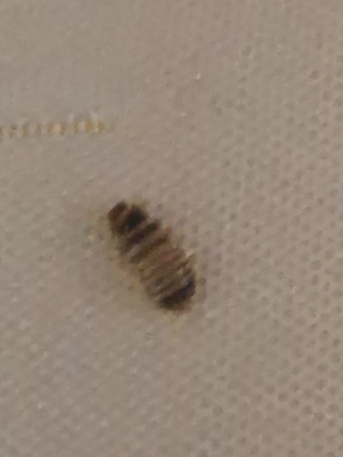 シーツ上に動いていましたなんの虫でしょうかご存じの方宜しくお願い致します、大きさは１ｍｍ位です。