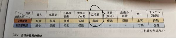 高一の生物基礎です なぜ交感神経で立毛筋は収縮するのですか？