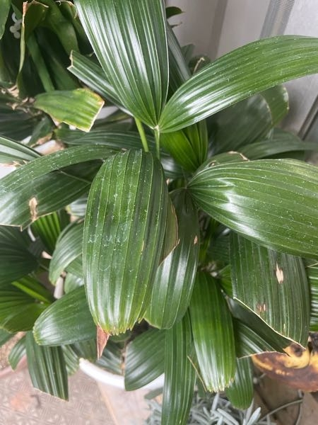この植物の名前はなんでしょうか？
