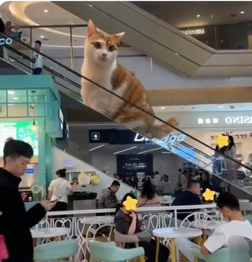 お宅のネコですか？