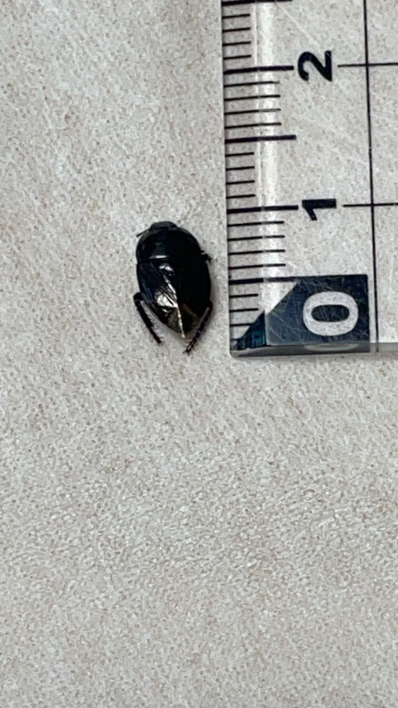 洗濯していたら1cmあるかないかのサイズの黒い虫の死体1匹出てきました。名前がわかる方がいたら教えていただきたいです。 検索したところツチカメムシが似ているような気がしたのですが、最近トコジラミが流行っているので非常に不安です。 ちなみに当方北海道在中です。 最近は雪もうっすら積もりつつあり、トコジラミは寒さに弱いそうなので可能性が低いといいな…と思っています。 何卒よろしくお願いいたします。