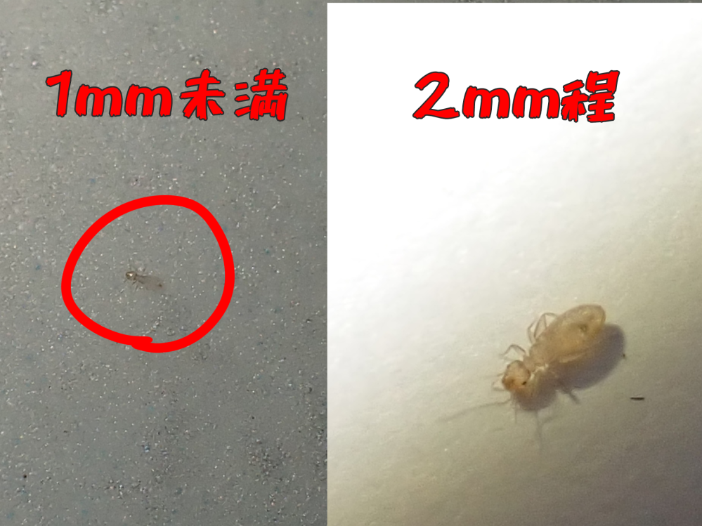 これって同じ虫ですか？ 恐らくヒラタチャタテムシだとはおもうのですがサイズが違い過ぎるので別種？と思ってしまいます 拡大して見た感じ形は同じです どちらも同じカメラで同じくらいの距離で撮っています