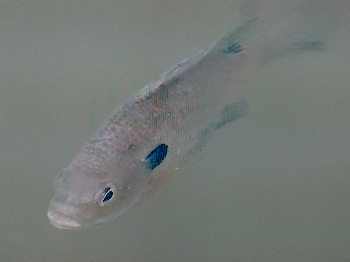 この魚の名前をご存じの方がいらっしゃれば、お教え下さるとありがたく存じます。 11月上旬、東京都文京区の小石川植物園の池に、錦鯉と混ざって泳いでいました。 大きさは15センチ～20センチ位だったと思います。 特徴として、えらの後ろ辺りに黒っぽいブチ？が有りました。 宜しくご回答のほどお願い申し上げます。
