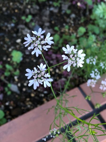 この花の名前を教えてください。 荒れた花壇に咲いていました。コリアンダーの花かと思いましたが、葉が違うようです。 よろしくお願い致します。