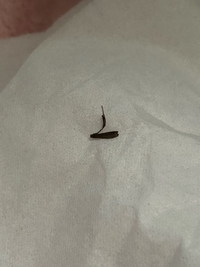 コレってゴキブリの足ですか？
布団に刺さっていました。カピカピに乾燥しているので、結構前のものだと思うのですが...。 
