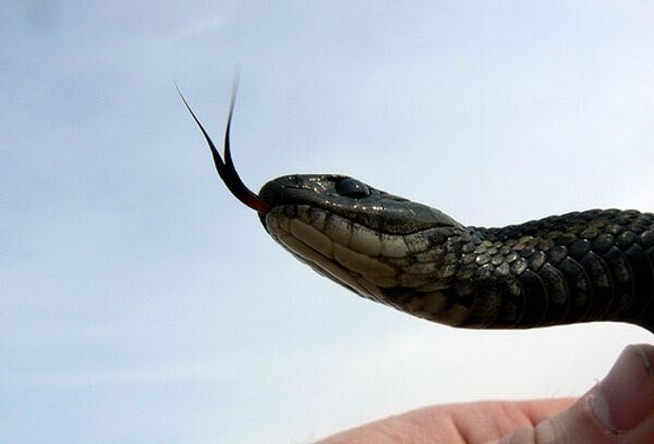 Вопрос к знатокам рептилий и змей. Есть ли у кого-нибудь фотография всего тела нового вида змей, ...
