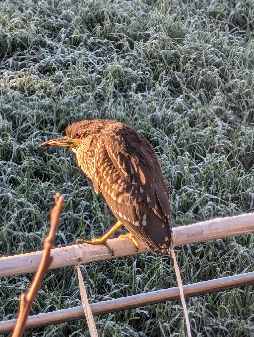 この鳥はなんですか?