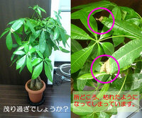 店でパキラを育ててるのですが 夏くらいから葉っぱ部分から蜜が出始めま Yahoo 知恵袋