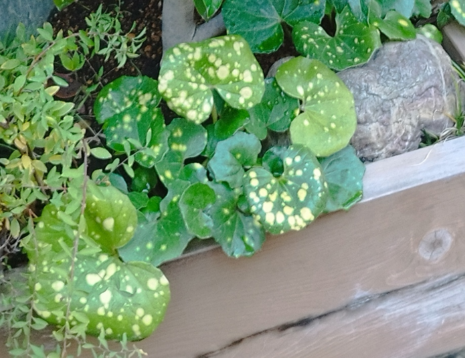 この葉に黄色の点々が入っているのはなんという植物ですか？ それとこの点々はこういう柄ですか？ それとも病気かなにかですか？