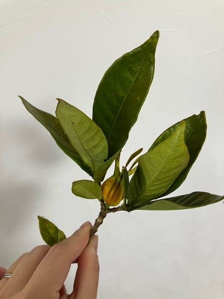 これは何という植物でしょうか？