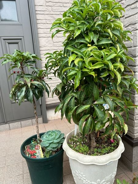 万両に付いての質問 白い実をつける万両と 赤い実をつける万両の2本鉢に植えていますが 赤い実をつける木が 成長するに従い 下の方の枝が落ちてしまい 単純な一本木で見栄えがしません。 2本共同じ環境ですが 私の管理が悪いのか 木の性質なのか 分かりません？ どなたか 教えてください。