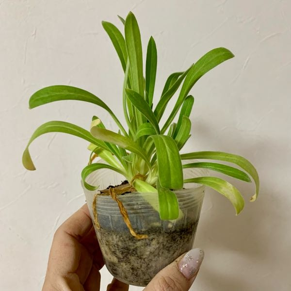 この植物の名前をご存知の方教えてください。 背の高い植物らしく、ルピナスやジキタリスを調べましたが違いました。 よろしくお願いします。