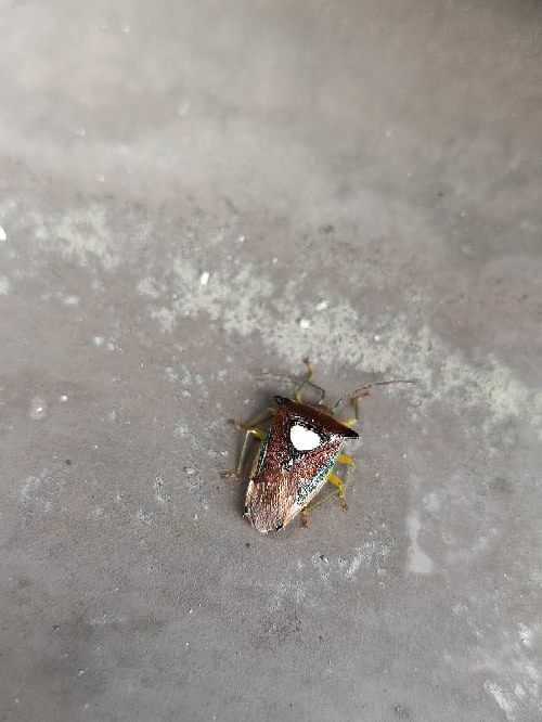 このカメムシは何という種類でしょうか？ 背中にハートの模様がありました。