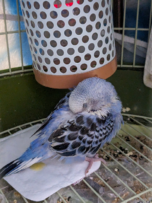セキセイインコ雛がカキカキさせてくれません。 生後15日くらいで家に来て3日です。 もう今後はカキカキさせてくれないですか？手は怖がってないですが、ほっぺを触ると怒って突きます。 また、ベタ慣れにするにはどうしたらいいですか？