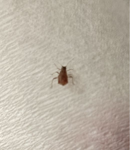 この虫は何でしょうか？